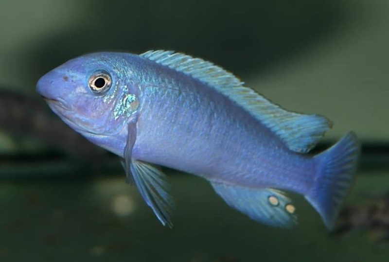 Labeotropheus trewavasae 'Chidunga Rocks'